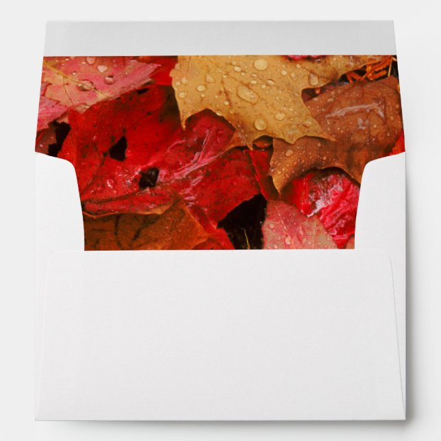 USA, Maine. Autumn maple leaves Envelope (Back (Bottom))