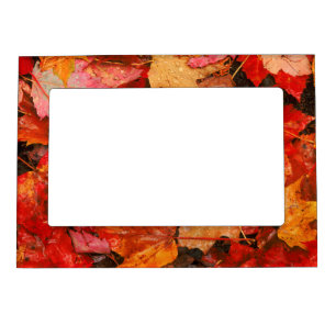 USA, Maine. Autumn maple leaves Magnetic Frame