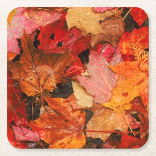 USA Maine Autumn maple leaves Square Paper Coaster