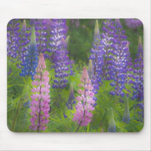 USA Maine Southwest Harbor Blooming lupine Mouse Pad