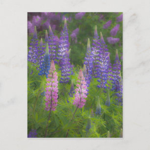 USA, Maine, Southwest Harbor. Blooming lupine Postcard