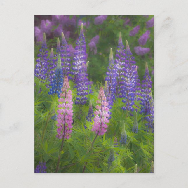 USA, Maine, Southwest Harbor. Blooming lupine Postcard (Front)