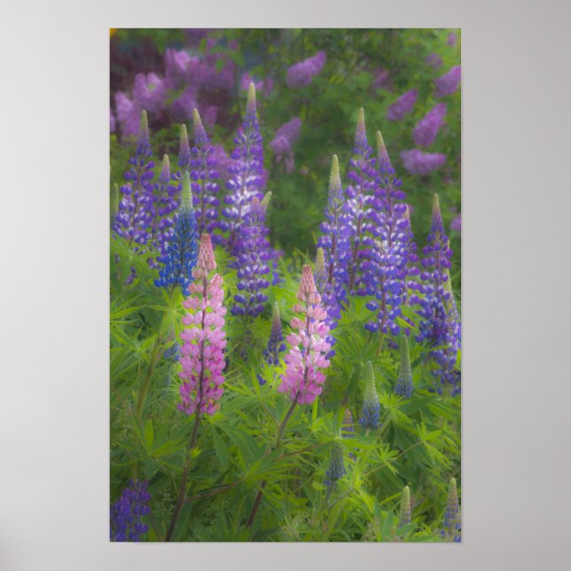 USA, Maine, Southwest Harbor. Blooming lupine Poster (Front)