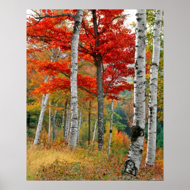 USA, Maine, Wyman Lake. Forest Of Birch Poster (Front)