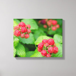 USA, Massachusetts, Nantucket. Ripe Raspberries Canvas Print