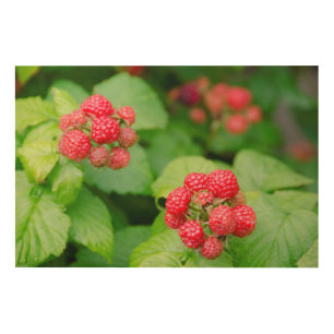 USA, Massachusetts, Nantucket. Ripe Raspberries Wood Wall Decor