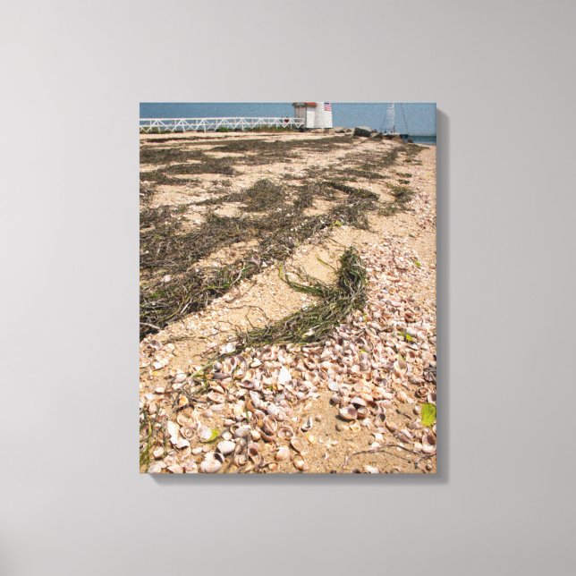 USA, Massachusetts, Nantucket. Shell Canvas Print (Front)