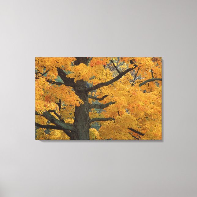 USA, Michigan, Close-up of sugar maple tree in Canvas Print (Front)