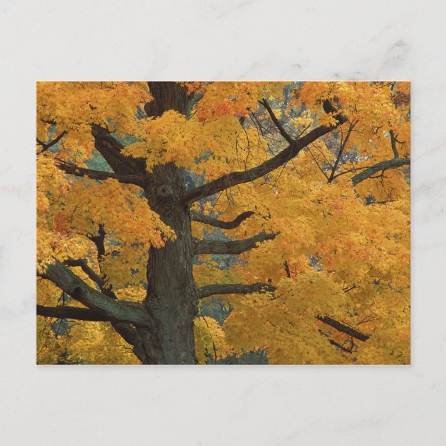 USA, Michigan, Close-up of sugar maple tree in Postcard (Front)