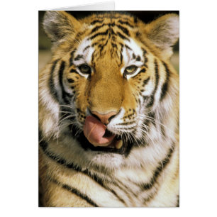 USA, Michigan, Detroit. Detroit Zoo, tiger