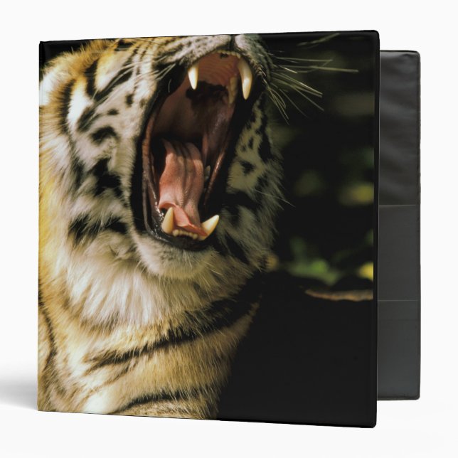 USA, Michigan, Detroit. Detroit Zoo, tiger 2 3 Ring Binder (Front/Inside)