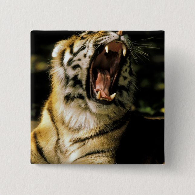 USA, Michigan, Detroit. Detroit Zoo, tiger 2 Button (Front)