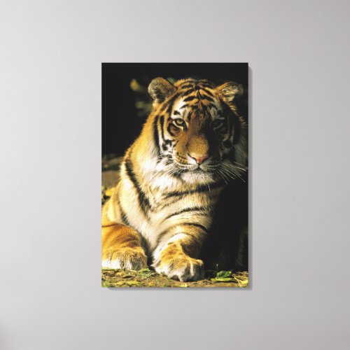 USA Michigan Detroit Detroit Zoo tiger 2 Canvas Print