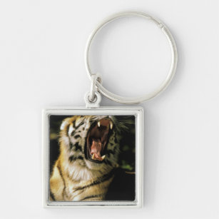 USA, Michigan, Detroit. Detroit Zoo, tiger 2 Keychain