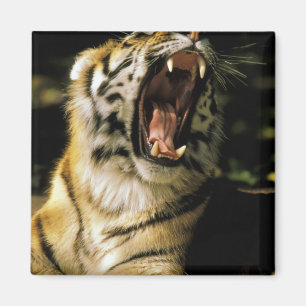 USA, Michigan, Detroit. Detroit Zoo, tiger 2 Magnet