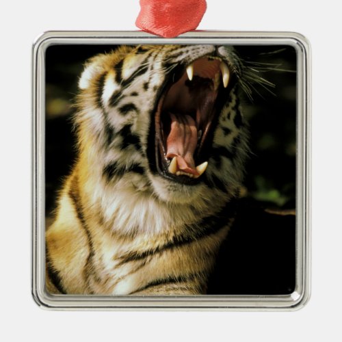 USA Michigan Detroit Detroit Zoo tiger 2 Metal Ornament