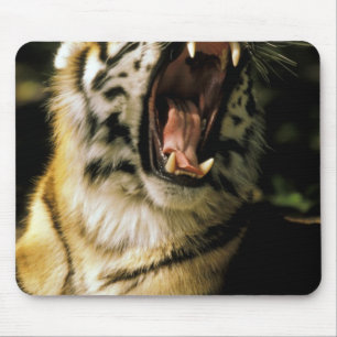 USA, Michigan, Detroit. Detroit Zoo, tiger 2 Mouse Pad
