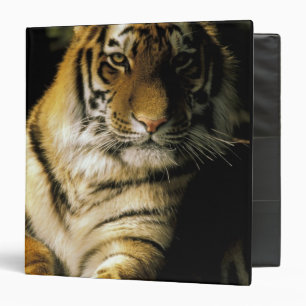 USA, Michigan, Detroit. Detroit Zoo, tiger 3 Binder