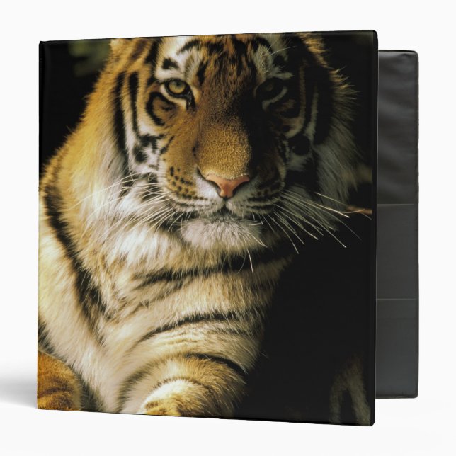 USA, Michigan, Detroit. Detroit Zoo, tiger 3 Binder (Front/Inside)