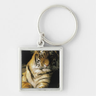 USA, Michigan, Detroit. Detroit Zoo, tiger 3 Keychain