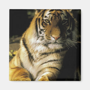 USA, Michigan, Detroit. Detroit Zoo, tiger 3 Magnet