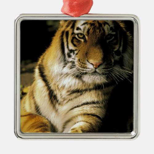 USA Michigan Detroit Detroit Zoo tiger 3 Metal Ornament