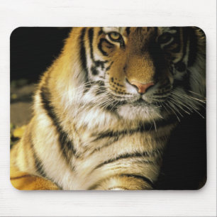 USA, Michigan, Detroit. Detroit Zoo, tiger 3 Mouse Pad