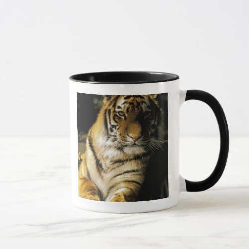 USA Michigan Detroit Detroit Zoo tiger 3 Mug