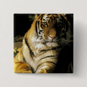 USA, Michigan, Detroit. Detroit Zoo, tiger 3 Pinback Button