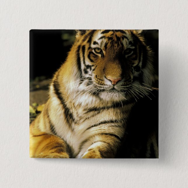 USA, Michigan, Detroit. Detroit Zoo, tiger 3 Pinback Button (Front)