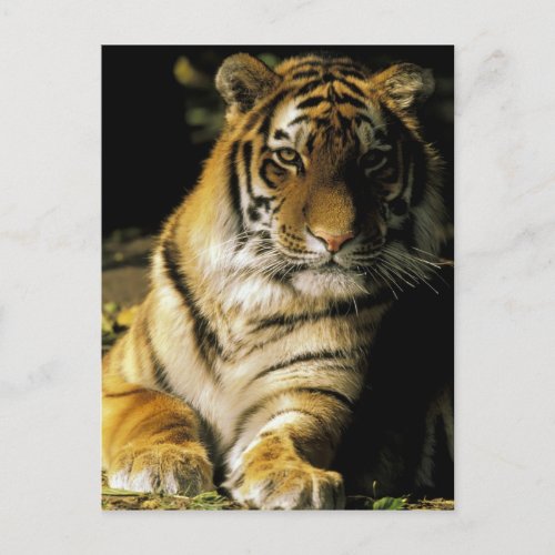 USA Michigan Detroit Detroit Zoo tiger 3 Postcard
