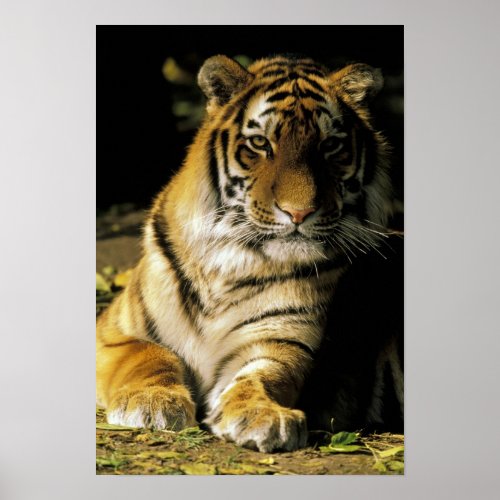 USA Michigan Detroit Detroit Zoo tiger 3 Poster