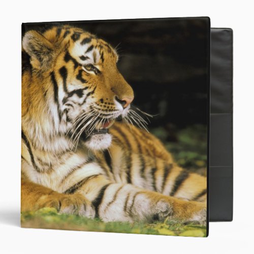 USA Michigan Detroit Detroit Zoo tiger at Binder