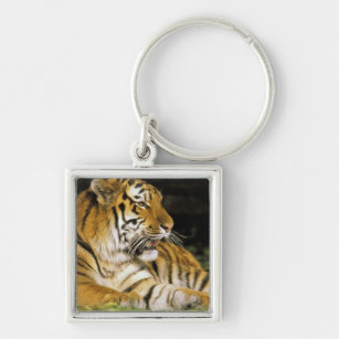 USA, Michigan, Detroit. Detroit Zoo, tiger at Keychain