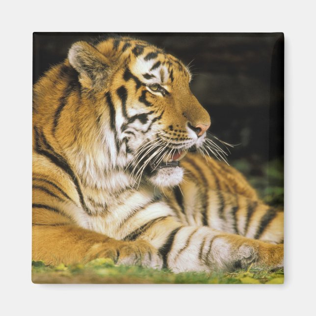 USA, Michigan, Detroit. Detroit Zoo, tiger at Magnet (Front)