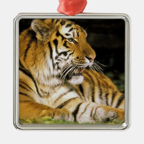 USA Michigan Detroit Detroit Zoo tiger at Metal Ornament