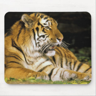 USA, Michigan, Detroit. Detroit Zoo, tiger at Mouse Pad