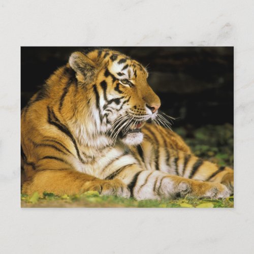 USA Michigan Detroit Detroit Zoo tiger at Postcard