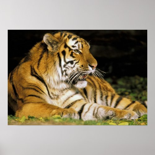 USA Michigan Detroit Detroit Zoo tiger at Poster
