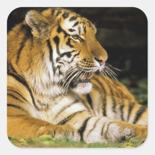 USA Michigan Detroit Detroit Zoo tiger at Square Sticker
