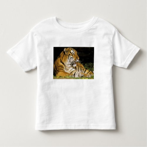 USA Michigan Detroit Detroit Zoo tiger at Toddler T_shirt