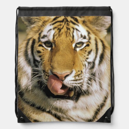 USA Michigan Detroit Detroit Zoo tiger Drawstring Bag
