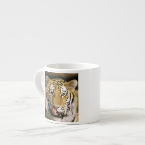 USA Michigan Detroit Detroit Zoo tiger Espresso Cup