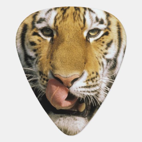 USA Michigan Detroit Detroit Zoo tiger Guitar Pick