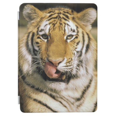 Usa, Michigan, Detroit. Detroit Zoo, Tiger Ipad Air Cover