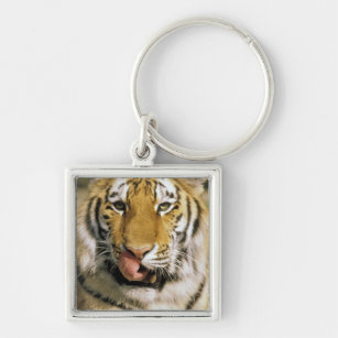 USA, Michigan, Detroit. Detroit Zoo, tiger Keychain