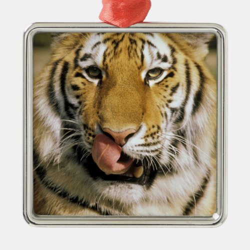 USA Michigan Detroit Detroit Zoo tiger Metal Ornament