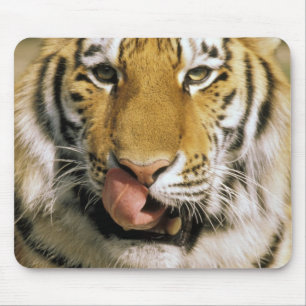 USA, Michigan, Detroit. Detroit Zoo, tiger Mouse Pad