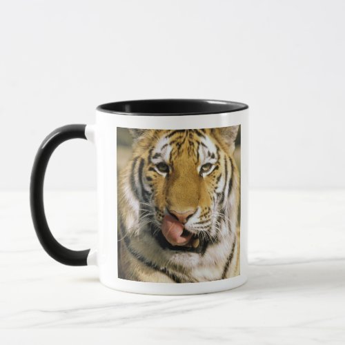 USA Michigan Detroit Detroit Zoo tiger Mug
