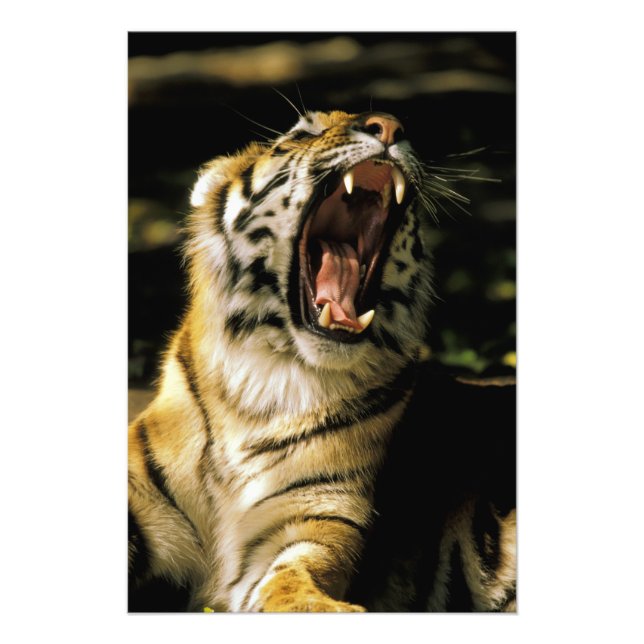 USA, Michigan, Detroit. Detroit Zoo, tiger Photo Print (Front)